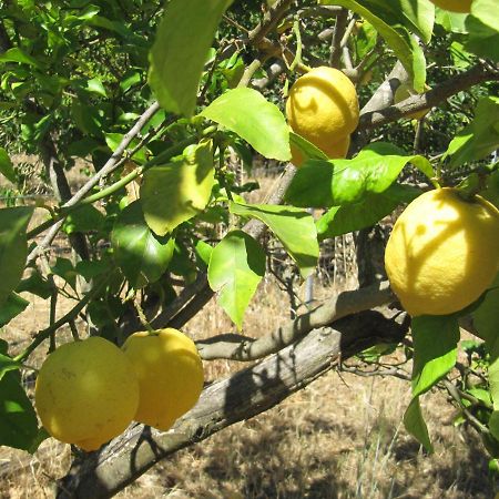 B&B I Limoni Sorso Eksteriør bilde