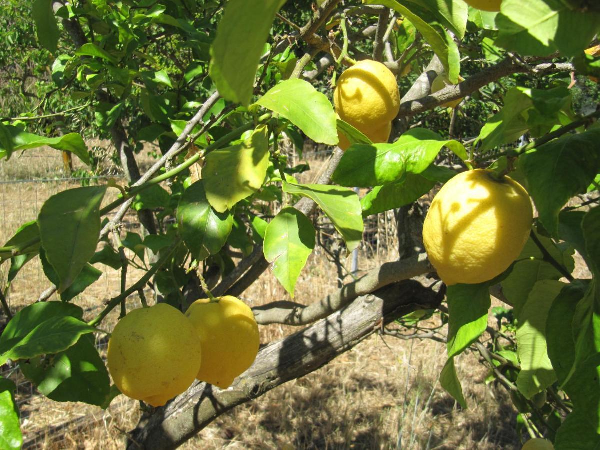 B&B I Limoni Sorso Eksteriør bilde